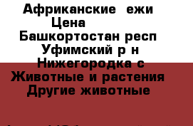 Африканские  ежи › Цена ­ 3 000 - Башкортостан респ., Уфимский р-н, Нижегородка с. Животные и растения » Другие животные   
